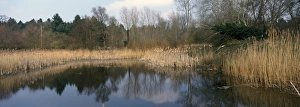 Reserves Pond habitat with reed edge at Lackford Lakes, Suffolk