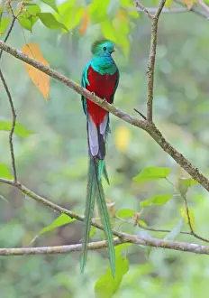 Trending: Resplendent Quetzal (Pharomachrus mocinno) adult male