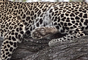 Foot Prints: A resting African Leopard shows its paw
