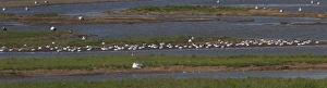 Sleeping Prints: Resting Avocets on Havergate Island, Suffolk. - August