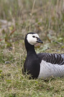 Bill Prints: resting Barnacle Goose at Minsmere Suffolk