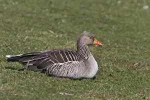 Wild Fowl Prints: Resting Greylag Goose at Lackford Lakes Nature Reserve Suffolk