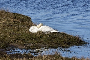 Sleeping Prints: Resting Mute Swan