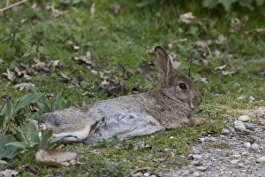 Oryctolagus Prints: Resting Rabbit