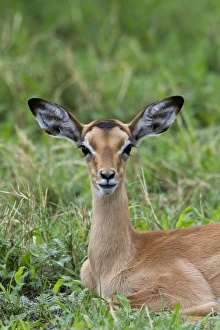 Botswana Prints: A resting young Impala - Botswana