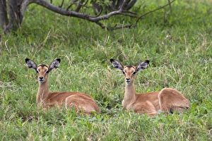 Iimpala Prints: Two resting young Impalas - Botswana