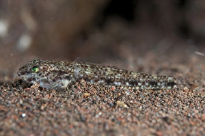 Gobies Prints: Reticulate Sandgoby (Istigobius spence) adult