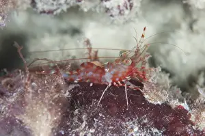 West Papua Prints: Reticulated Hinge-beak Shrimp (Cinetorhynchus reticulatus) adult