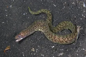 Reticulated Moray Eel (Gymnothorax richardsonii) adult, swimming at night, Lembeh Straits, Sulawesi, Sunda Islands