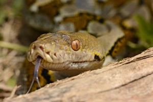 Reticulated Python (Python reticulatus) adult, close-up of head, flicking forked tongue, Bali, Lesser Sunda Islands