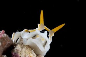 Maluku Prints: Reticuludia Nudibranch (Reticulidia fungia) adult