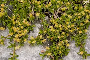 Willow Prints: Retuse-leaved Willow (Salix retusa) ancient dwarf alpine habit