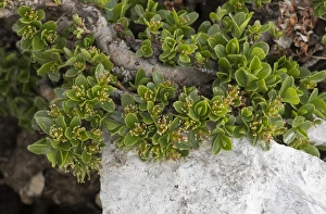 Retuse-leaved Willow (Salix retusa) flowering, growing at high altitude, Dolomites, Italian Alps, Italy, June