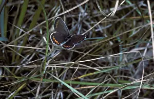 Aanimal Prints: Reverdin's Blue (Lycaeides argyrognomon) Female / upper wing