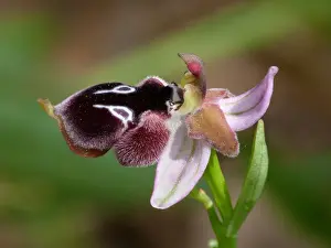 Peloponnese Prints: Rheinhold's Bee Orchid (Ophrys reinholdii) close-up of flower