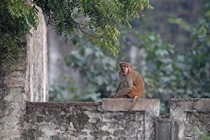 Macaque Prints: Rhesus Macaque (Macaca mulatta) adult, sitting on wall, India, november