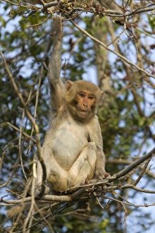 Rajasthan Prints: Rhesus Macaque (Macaca mulatta) young, sitting on branches in tree, Keoladeo Ghana N. P