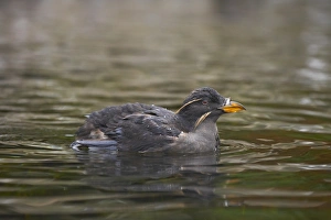 Auks Prints: Rhinoceros Auklet (Cerorhinca monocerata) adult