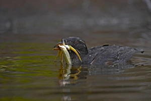 Rhinoceros Auklet (Cerorhinca monocerata) adult, breeding plumage, with fish in beak, swimming, Oregon, U. S. A