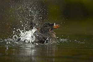 Rhinoceros Auklet (Cerorhinca monocerata) adult, breeding plumage, bathing, splashing water, Oregon, U. S. A