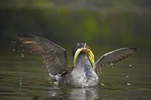 Rhinoceros Auklet (Cerorhinca monocerata) adult, breeding plumage, with fish in beak, spreading wings on water, Oregon, U. S. A