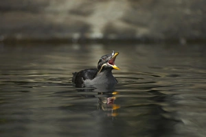 Rhinoceros Auklet (Cerorhinca monocerata) adult, breeding plumage, calling on water, Oregon, U. S. A