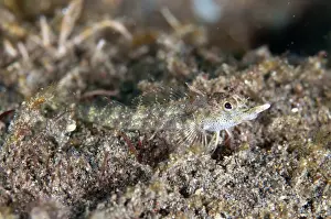 Blenny Prints: Rhinocerus Triplefin (Helcogramma rhinoceros) adult
