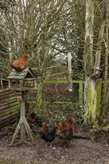 Feeder Prints: Rhode Island Red cross chickens by garden bird (feeder)