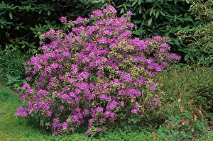 Ericaceae Prints: Rhododendron (Rhododendron yungningense) habit
