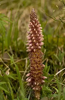 Orobanchaceae Prints: Rhodope Toothwort (Lathraea rhodopea) endemic species
