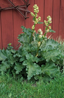 Edible Prints: Rhubarb (Rheum rhaponticum) flowering against red shed, Sweden