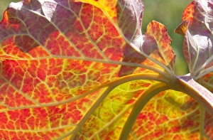 Edible Prints: Rhubarb (Rheum sp. ) close-up of backlit leaf, in garden, Norfolk, England, July