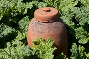 Edible Prints: Rhubarb (Rheum sp. ) crop with terracotta forcer, in garden, Norfolk, England, May