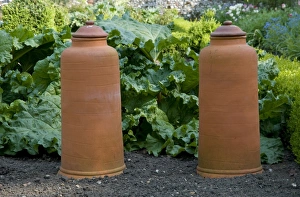 Plots Prints: Rhubarb (Rheum sp. ) two terracotta forcers, in vegetable garden, Norfolk, England, april