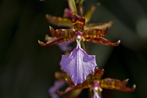 Rhynchostele bictoniensis orchid from Guatemala
