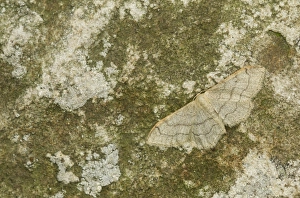 Camouflaged Prints: Riband Wave Moth (Idaea aversata) adult