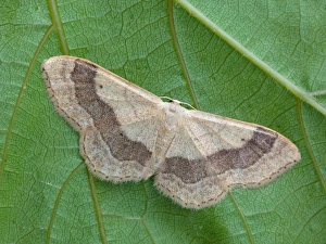 Piedmont Prints: Riband Wave Moth (Idaea aversata) adult female