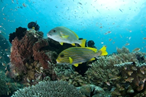 Ribboned Sweetlips (Plectorhinchus polytaenia) and Yellow-striped Sweetlips (Plectorhinchus chrysotaenia) adults