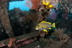 Ship Prints: Ribboned Sweetlips (Plectorhinchus polytaenia) adult