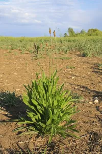 Plantaginaceae Prints: Ribwort Plantain (Plantago lanceolata) flowering