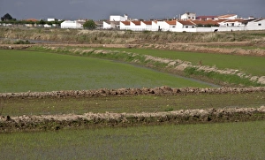 Paddy Prints: Rice fields growing in Andalusia Spain