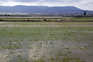 Paddy Prints: Rice growing in Andalusia Spain