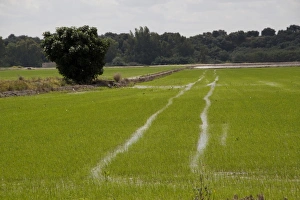 Rice growing in Andalusia Spain