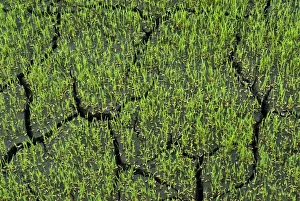 S Eed Prints: Rice (Oryza sativa) crop, germinating seeds in paddyfield, Theni, Tamil Nadu, India