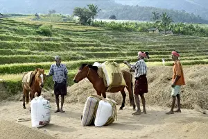 India Prints: Rice (Oryza sativa) crop, grain filled sacks being lifted and loading onto ponies