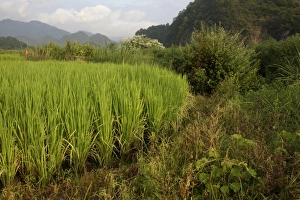 Agriculture Prints: Rice (Oryza sativa) crop, growing in paddyfield