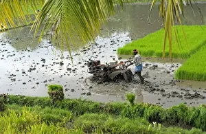 Seedling Prints: Rice (Oryza sativa) crop, man tilling paddyfield with machine