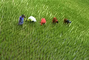 Hand Prints: Rice (Oryza sativa) crop, woman pulling weeds from paddyfield