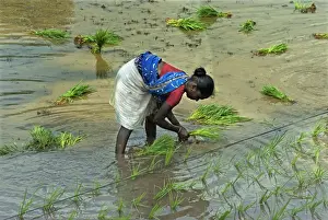 Seedling Prints: Rice (Oryza sativa) crop, woman transplanting seedlings along line in paddyfield