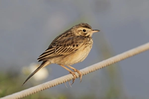 Pipits Prints: Richard's Pipit (Anthus richardi) adult, perched on rope, Hong Kong, China, january